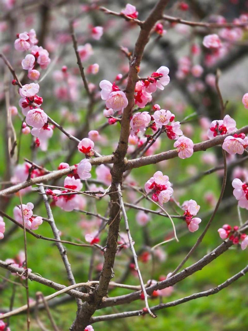 梅の花